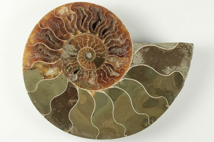 Bargain, 4.25" Cut & Polished Ammonite Fossil (Half) - Madagascar